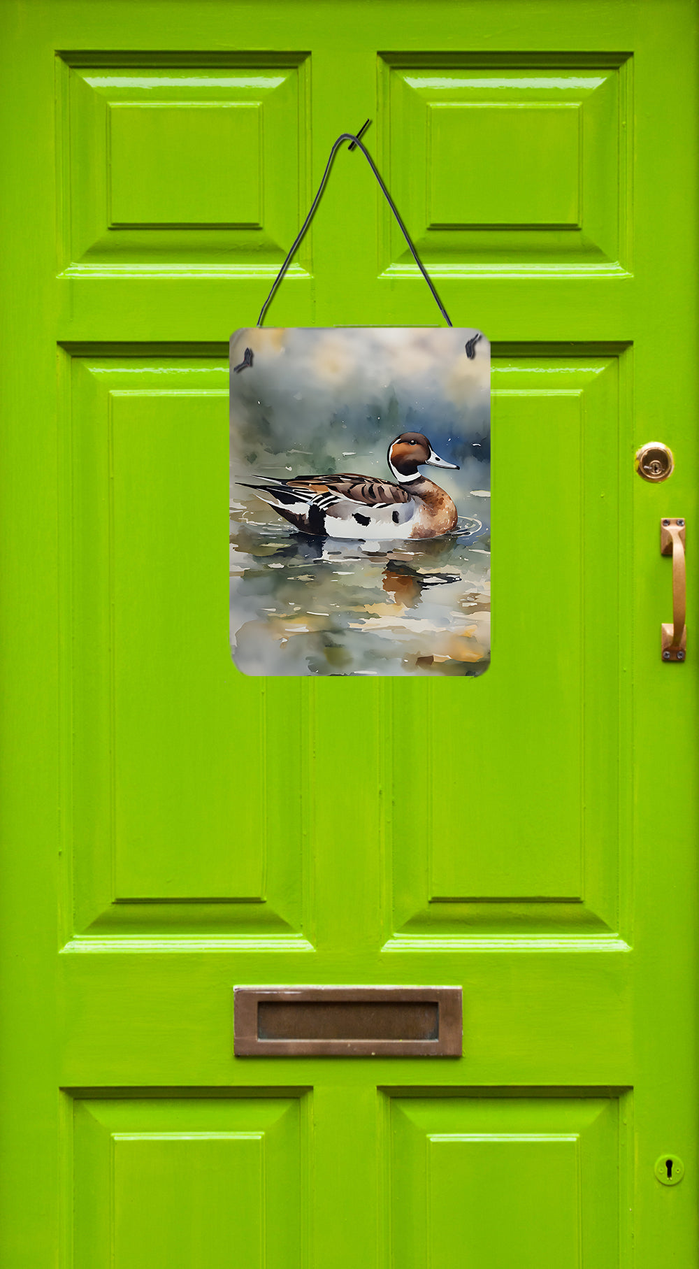 Buy this Northern Pintail Wall or Door Hanging Prints